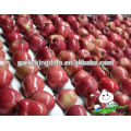 Huaniu apple/ China huaniu apple/Red delicious apple